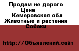 Продам не дорого › Цена ­ 2 000 - Кемеровская обл. Животные и растения » Собаки   